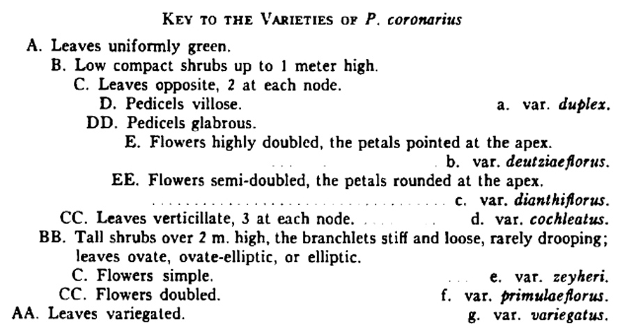 Philadelphus coronarius / Fior d'' angelo